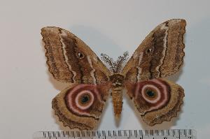  (Gynanisa maja albescens - BC-Basq 2391)  @15 [ ] Copyright (2010) Patrick Basquin Research Collection of Patrick Basquin
