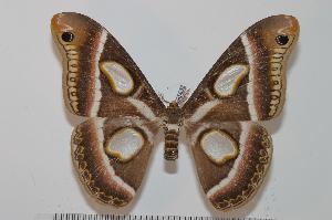  ( - BC-Basq 2405)  @14 [ ] Copyright (2010) Patrick Basquin Research Collection of Patrick Basquin