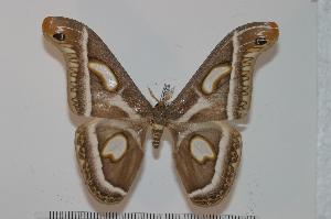  ( - BC-Basq 2408)  @14 [ ] Copyright (2010) Patrick Basquin Research Collection of Patrick Basquin