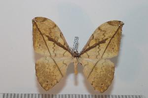  ( - BC-Basq 2524)  @13 [ ] Copyright (2010) Patrick Basquin Research Collection of Patrick Basquin