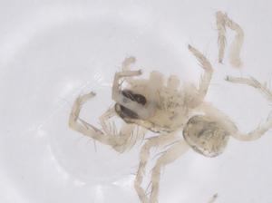  ( - CBG-A63744-B04)  @11 [ ] CreativeCommons - Attribution Share - Alike (2025) Centre for Biodiversity Genomics Centre for Biodiversity Genomics