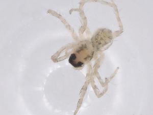  ( - CBG-A63744-B06)  @11 [ ] CreativeCommons - Attribution Share - Alike (2025) Centre for Biodiversity Genomics Centre for Biodiversity Genomics