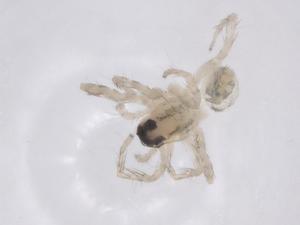  ( - CBG-A63744-B09)  @11 [ ] CreativeCommons - Attribution Share - Alike (2025) Centre for Biodiversity Genomics Centre for Biodiversity Genomics