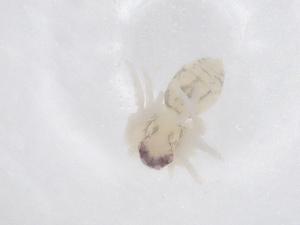  ( - CBG-A63745-C10)  @11 [ ] CreativeCommons - Attribution Share - Alike (2025) Centre for Biodiversity Genomics Centre for Biodiversity Genomics