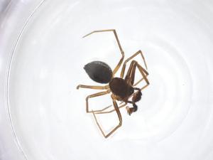  ( - CBG-A64569-H09)  @11 [ ] CreativeCommons - Attribution Share - Alike (2025) Centre for Biodiversity Genomics Centre for Biodiversity Genomics