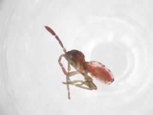  ( - CBG-A68063-H09)  @11 [ ] CreativeCommons - Attribution Share - Alike (2025) Centre for Biodiversity Genomics Centre for Biodiversity Genomics