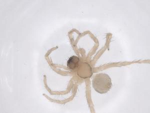  ( - CBG-A68065-D09)  @11 [ ] CreativeCommons - Attribution Share - Alike (2025) Centre for Biodiversity Genomics Centre for Biodiversity Genomics