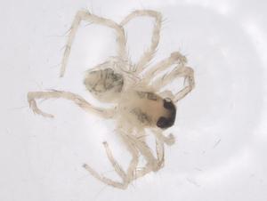  ( - CBG-A59778-G10)  @11 [ ] CreativeCommons - Attribution Share - Alike (2025) Centre for Biodiversity Genomics Centre for Biodiversity Genomics