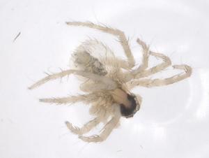  ( - CBG-A59778-H07)  @11 [ ] CreativeCommons - Attribution Share - Alike (2025) Centre for Biodiversity Genomics Centre for Biodiversity Genomics