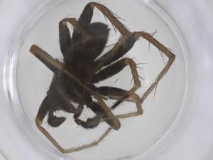  ( - CBG-A66609-A07)  @11 [ ] CreativeCommons - Attribution Share - Alike (2025) Centre for Biodiversity Genomics Centre for Biodiversity Genomics