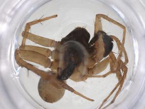  (Pardosa clavipalpis - CBG-A66611-B12)  @11 [ ] CreativeCommons - Attribution Share - Alike (2025) Centre for Biodiversity Genomics Centre for Biodiversity Genomics