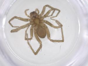  ( - CBG-A66857-F12)  @11 [ ] CreativeCommons - Attribution Share - Alike (2025) Centre for Biodiversity Genomics Centre for Biodiversity Genomics