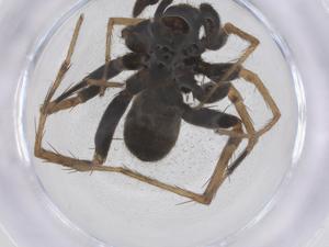  ( - CBG-A66860-E09)  @11 [ ] CreativeCommons - Attribution Share - Alike (2025) Centre for Biodiversity Genomics Centre for Biodiversity Genomics