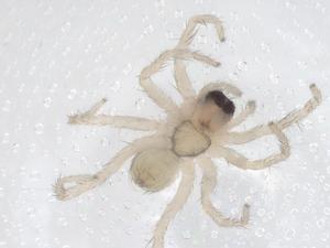  ( - CBG-A66861-E03)  @11 [ ] CreativeCommons - Attribution Share - Alike (2025) Centre for Biodiversity Genomics Centre for Biodiversity Genomics