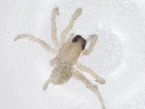  ( - CBG-A66861-E05)  @11 [ ] CreativeCommons - Attribution Share - Alike (2025) Centre for Biodiversity Genomics Centre for Biodiversity Genomics