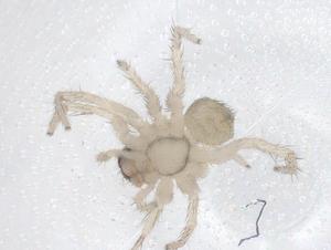  ( - CBG-A66861-F08)  @11 [ ] CreativeCommons - Attribution Share - Alike (2025) Centre for Biodiversity Genomics Centre for Biodiversity Genomics