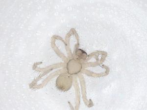  ( - CBG-A66861-F09)  @11 [ ] CreativeCommons - Attribution Share - Alike (2025) Centre for Biodiversity Genomics Centre for Biodiversity Genomics