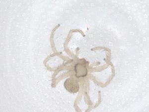  (Foveosa - CBG-A66861-F10)  @11 [ ] CreativeCommons - Attribution Share - Alike (2025) Centre for Biodiversity Genomics Centre for Biodiversity Genomics