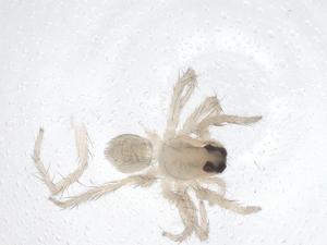  ( - CBG-A66861-F12)  @11 [ ] CreativeCommons - Attribution Share - Alike (2025) Centre for Biodiversity Genomics Centre for Biodiversity Genomics