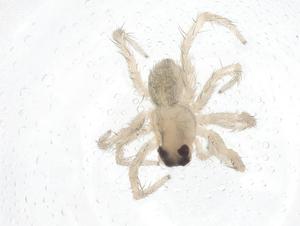  ( - CBG-A66861-G01)  @11 [ ] CreativeCommons - Attribution Share - Alike (2025) Centre for Biodiversity Genomics Centre for Biodiversity Genomics