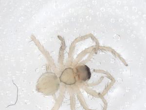  ( - CBG-A66861-G06)  @11 [ ] CreativeCommons - Attribution Share - Alike (2025) Centre for Biodiversity Genomics Centre for Biodiversity Genomics