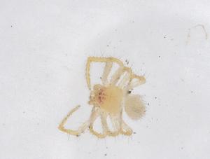  ( - CBG-A66863-E06)  @11 [ ] CreativeCommons - Attribution Share - Alike (2025) Centre for Biodiversity Genomics Centre for Biodiversity Genomics