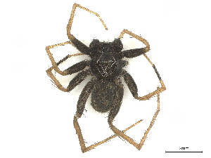  ( - CBG-A67022-E04)  @11 [ ] CreativeCommons - Attribution Share - Alike (2025) CBG Photography Group Centre for Biodiversity Genomics