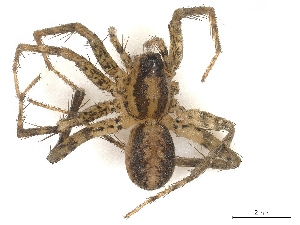  ( - CBG-A67810-F03)  @11 [ ] CreativeCommons - Attribution Share - Alike (2025) CBG Photography Group Centre for Biodiversity Genomics