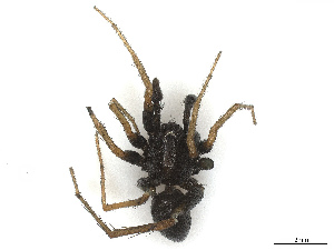  ( - CBG-A67810-H09)  @11 [ ] CreativeCommons - Attribution Share - Alike (2025) CBG Photography Group Centre for Biodiversity Genomics