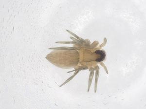  ( - CBG-A68067-G10)  @11 [ ] CreativeCommons - Attribution Share - Alike (2025) Centre for Biodiversity Genomics Centre for Biodiversity Genomics