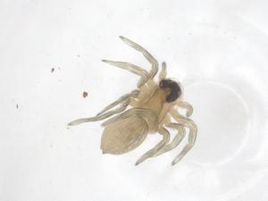  ( - CBG-A68067-H07)  @11 [ ] CreativeCommons - Attribution Share - Alike (2025) Centre for Biodiversity Genomics Centre for Biodiversity Genomics