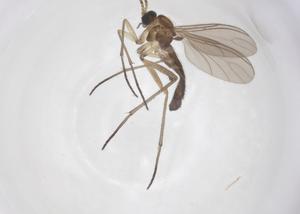  ( - CBG-A68078-A07)  @11 [ ] CreativeCommons - Attribution Share - Alike (2025) Centre for Biodiversity Genomics Centre for Biodiversity Genomics