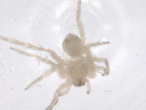  ( - CBG-A68091-G12)  @11 [ ] CreativeCommons - Attribution Share - Alike (2025) Centre for Biodiversity Genomics Centre for Biodiversity Genomics