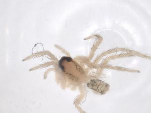  ( - CBG-A68091-H07)  @11 [ ] CreativeCommons - Attribution Share - Alike (2025) Centre for Biodiversity Genomics Centre for Biodiversity Genomics