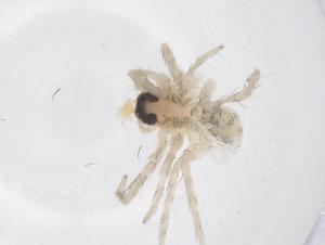  ( - CBG-A68113-C07)  @11 [ ] CreativeCommons - Attribution Share - Alike (2025) Centre for Biodiversity Genomics Centre for Biodiversity Genomics