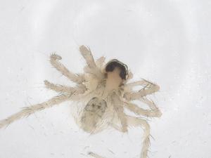  ( - CBG-A68113-D10)  @11 [ ] CreativeCommons - Attribution Share - Alike (2025) Centre for Biodiversity Genomics Centre for Biodiversity Genomics