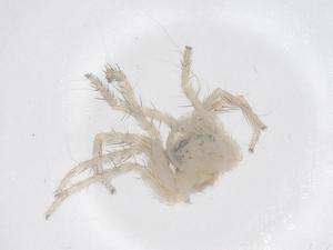  ( - CBG-A68113-E08)  @11 [ ] CreativeCommons - Attribution Share - Alike (2025) Centre for Biodiversity Genomics Centre for Biodiversity Genomics