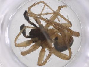  (Pardosa clavipalpis - CBG-A68801-A01)  @11 [ ] CreativeCommons - Attribution Share - Alike (2025) Centre for Biodiversity Genomics Centre for Biodiversity Genomics