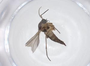  ( - CBG-B13630-D10)  @11 [ ] CreativeCommons - Attribution Share - Alike (2025) Centre for Biodiversity Genomics Centre for Biodiversity Genomics