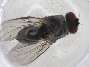  ( - BIOUG98205-G01)  @11 [ ] CreativeCommons - Attribution (2023) Centre for Biodiversity Genomics Centre for Biodiversity Genomics