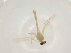  ( - CBG-A03603-B11)  @11 [ ] CreativeCommons - Attribution (2023) Centre for Biodiversity Genomics Centre for Biodiversity Genomics