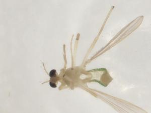  ( - CBG-A03603-D05)  @11 [ ] CreativeCommons - Attribution (2023) Centre for Biodiversity Genomics Centre for Biodiversity Genomics