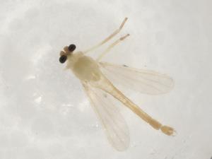  ( - CBG-A03603-D07)  @11 [ ] CreativeCommons - Attribution (2023) Centre for Biodiversity Genomics Centre for Biodiversity Genomics