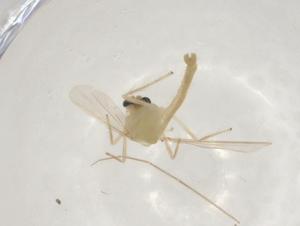  ( - CBG-A03603-E08)  @11 [ ] CreativeCommons - Attribution (2023) Centre for Biodiversity Genomics Centre for Biodiversity Genomics