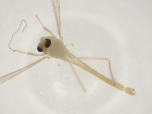  ( - CBG-A03603-F07)  @11 [ ] CreativeCommons - Attribution (2023) Centre for Biodiversity Genomics Centre for Biodiversity Genomics