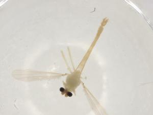  ( - CBG-A03603-G10)  @11 [ ] CreativeCommons - Attribution (2023) Centre for Biodiversity Genomics Centre for Biodiversity Genomics