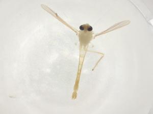  ( - CBG-A03604-B01)  @11 [ ] CreativeCommons - Attribution (2023) Centre for Biodiversity Genomics Centre for Biodiversity Genomics