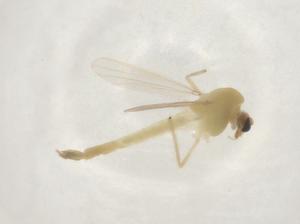  ( - CBG-A03604-B02)  @11 [ ] CreativeCommons - Attribution (2023) Centre for Biodiversity Genomics Centre for Biodiversity Genomics