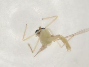  ( - CBG-A03604-B04)  @11 [ ] CreativeCommons - Attribution (2023) Centre for Biodiversity Genomics Centre for Biodiversity Genomics