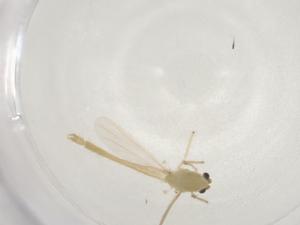  ( - CBG-A03604-B12)  @11 [ ] CreativeCommons - Attribution (2023) Centre for Biodiversity Genomics Centre for Biodiversity Genomics